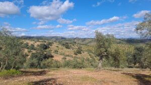 Olivos en la finca de María José