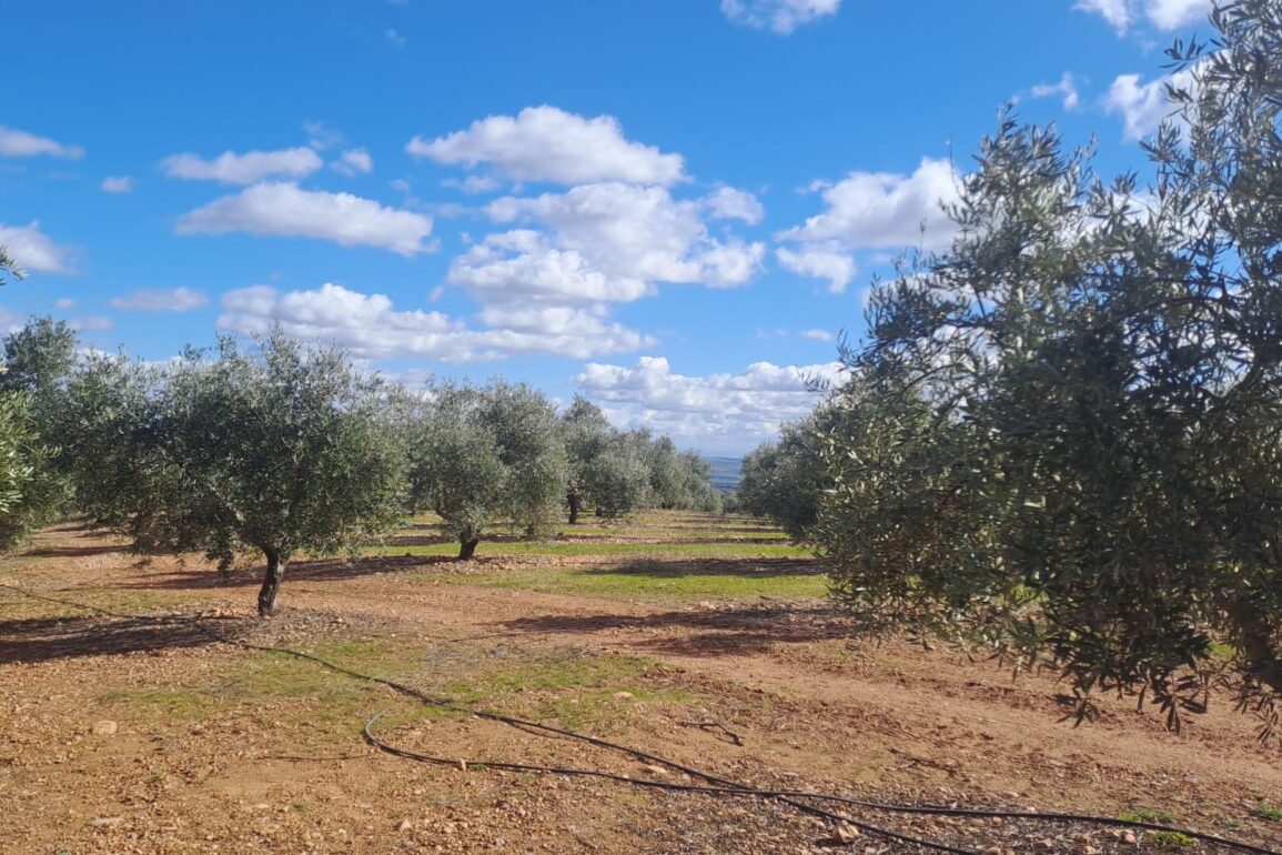 Olivos en la finca de María José