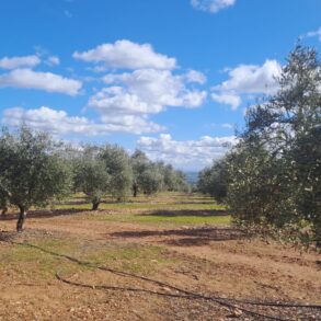 Olivos en la finca de María José